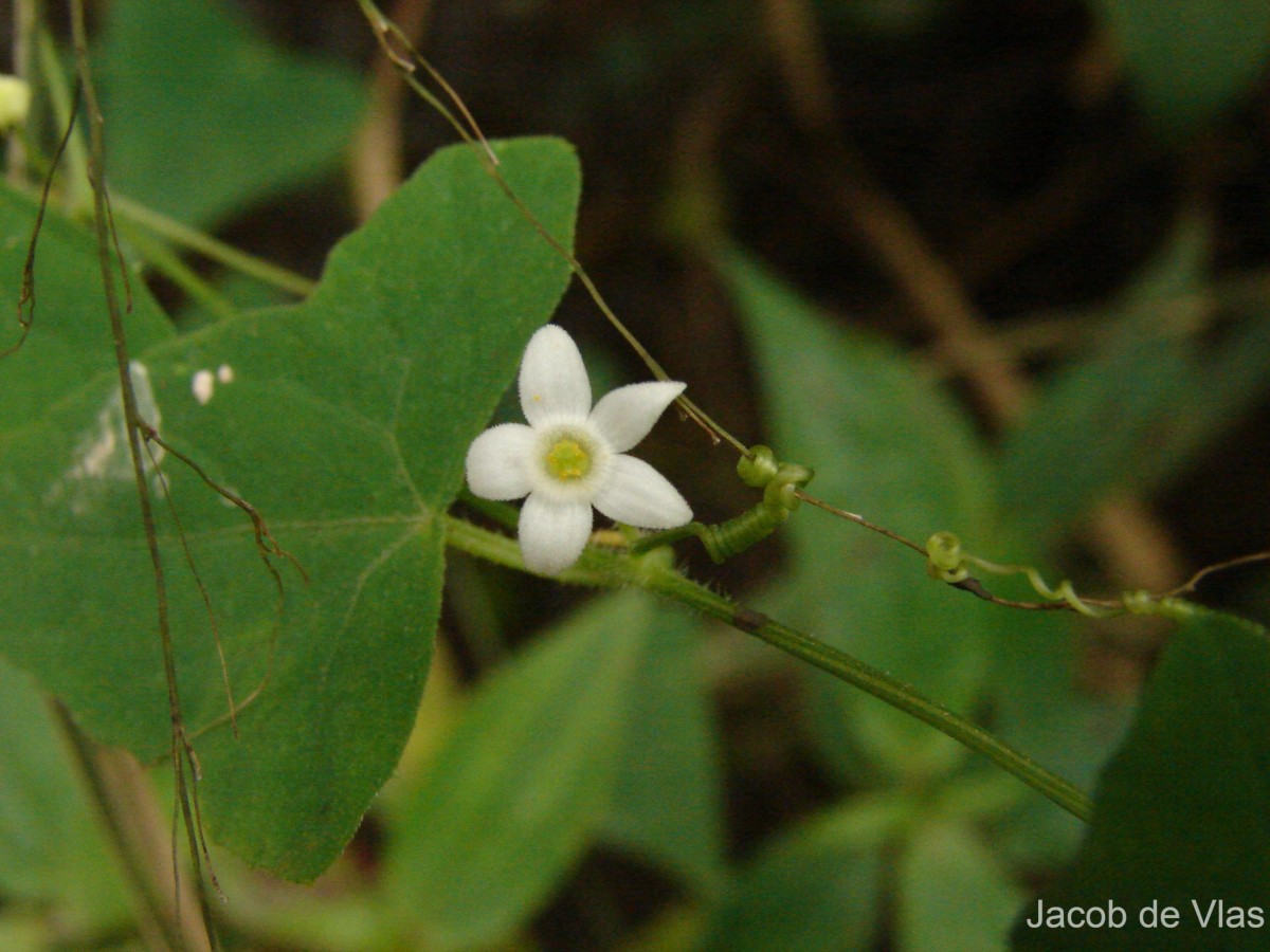 Zehneria thwaitesii (Schweinf.) C.Jeffrey